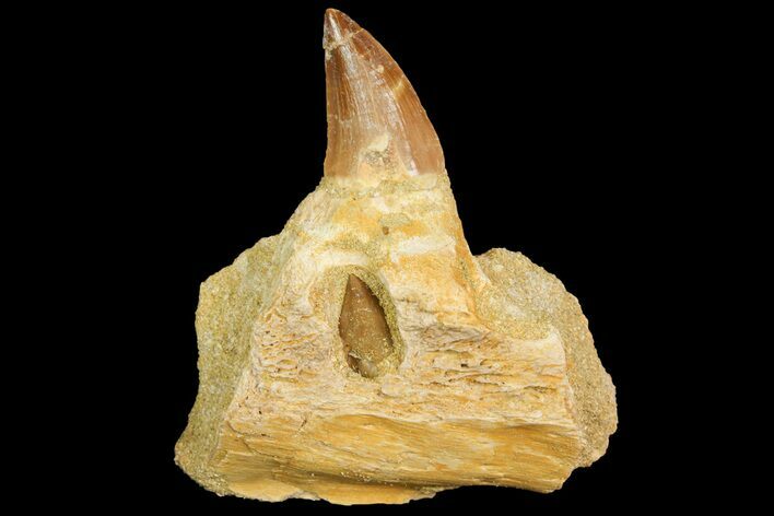Mosasaur (Prognathodon) Jaw Section With Unerupted Tooth #163911